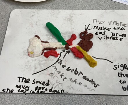 Ear model 1