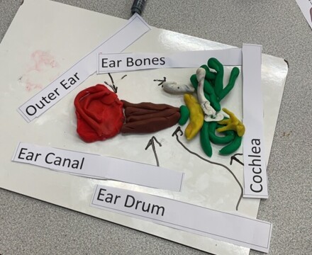 Ear model 2