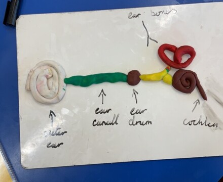 Ear model 4