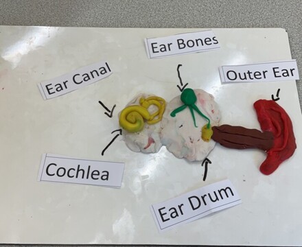 Ear model 5